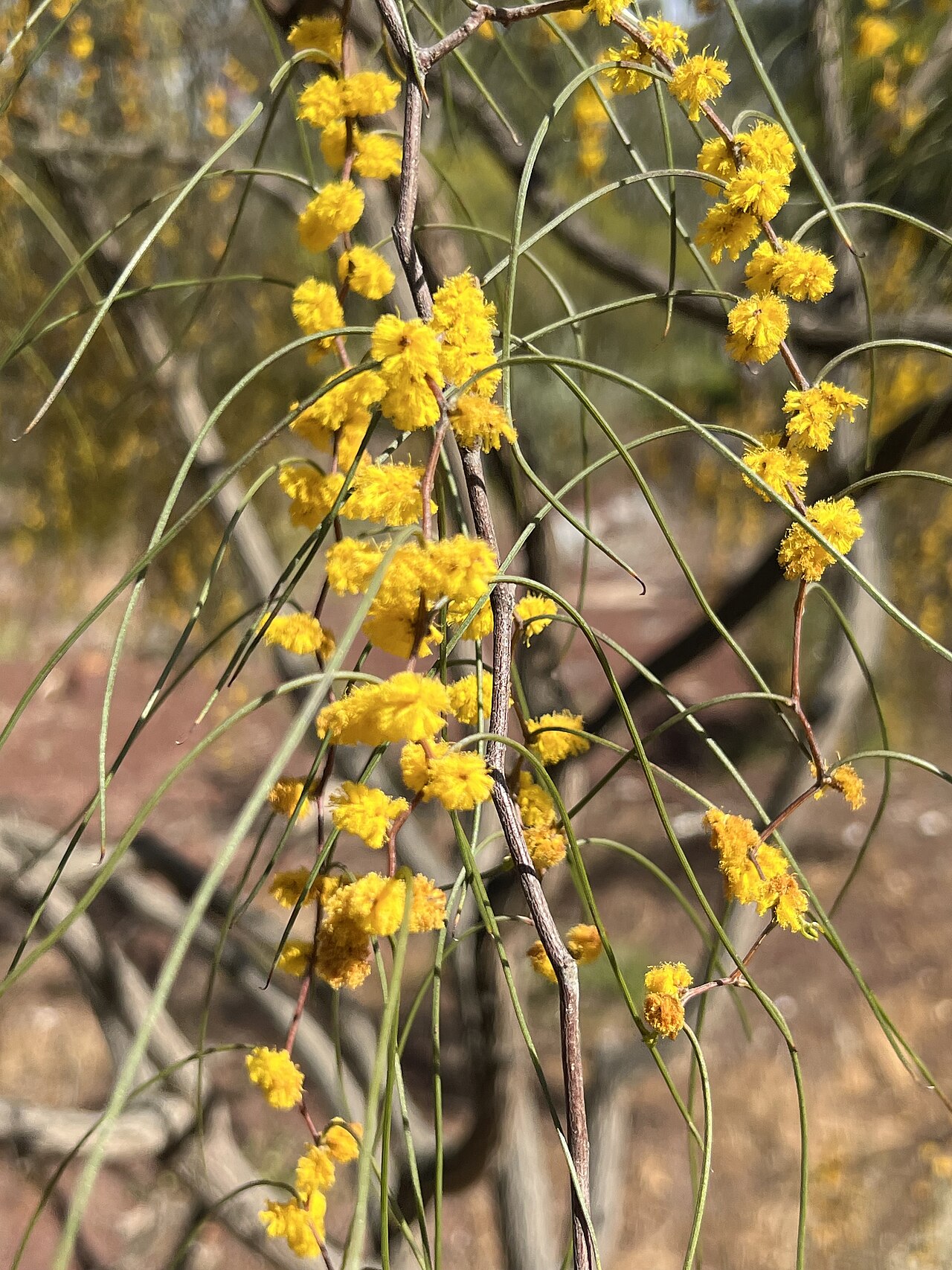Acacia merinthophora: Acacia merinthophora