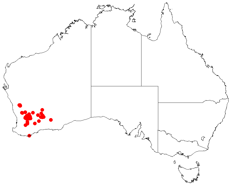 Acacia merinthophora: Acacia merinthophora Occurrence data from Australasia Virtual Herbarium downloaded from https://doi.org/10.26197/5c0b1388984eb on 8 December 2018
