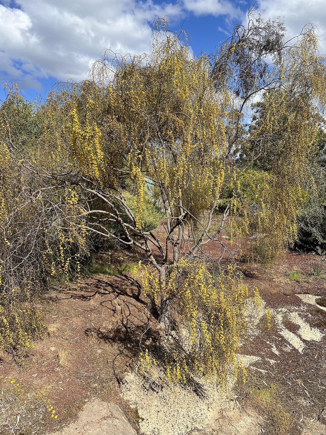 Acacia merinthophora: Habit