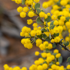 Acacia merrallii (Acacia merrallii)
