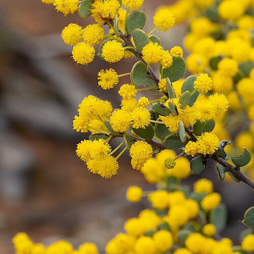 Acacia merrallii: Acacia merrallii near Moseley in South Australia