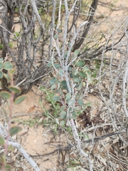 Acacia merrallii (Acacia merrallii)