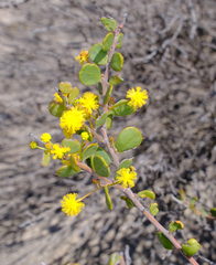 Acacia merrallii (Acacia merrallii)