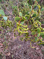 Acacia merrallii (Acacia merrallii)