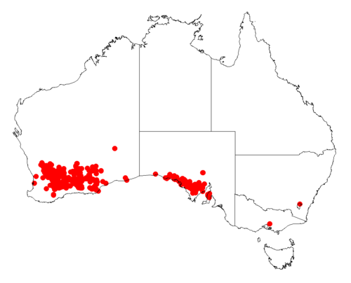 Acacia merrallii: Acacia merrallii Occurrence data from Australasia Virtual Herbarium downloaded from https://doi.org/10.26197/5c0b1388984eb on 8 December 2018