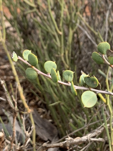 Acacia merrallii (Acacia merrallii)