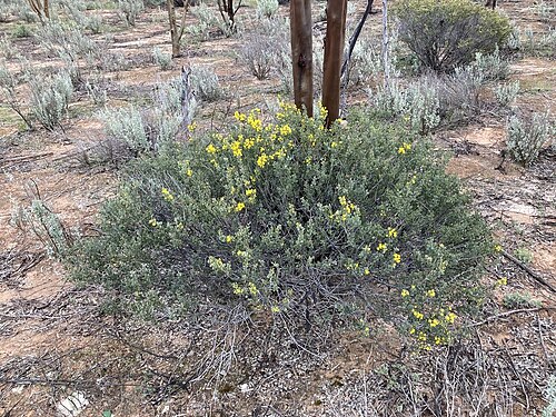 Acacia merrallii: Acacia merrallii near Hines Hill, Western Australia