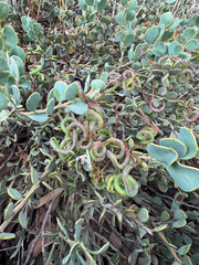 Acacia merrallii (Acacia merrallii)