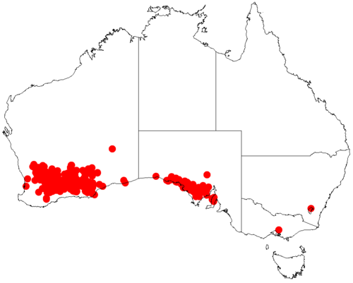Acacia merrallii: Acacia merrallii occurrence data from Australasian Virtual Herbarium downloaded from https://doi.org/10.26197/5c06138894b on December 8 2018