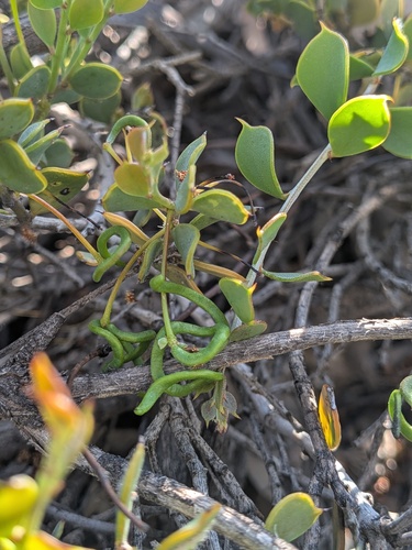 Acacia merrallii (Acacia merrallii)