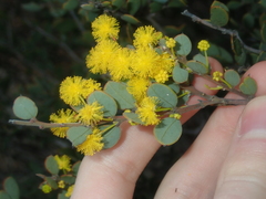 Acacia merrallii (Acacia merrallii)