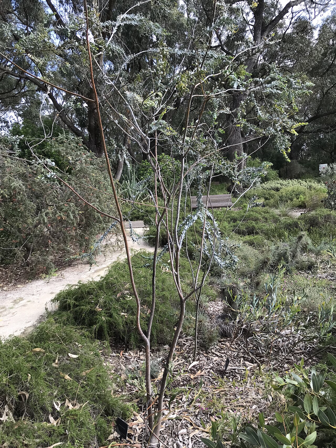 Acacia merrickiae: Acacia merrickiae at Kings Park