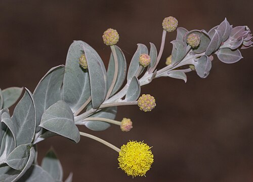 Acacia merrickiae: Acacia merrickiae near Muckinbud