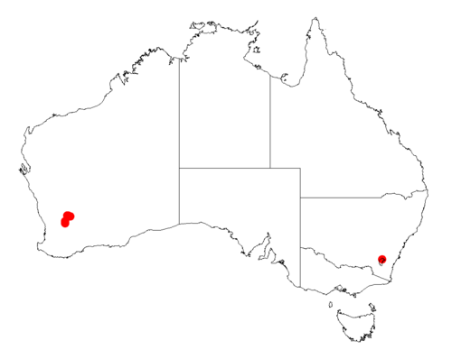 Acacia merrickiae: Acacia merrickiae occurrence data from Australasian Virtual Herbarium downloaded from https://doi.org/10.26197/5c06138894b on December 8 2018