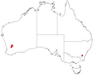 Acacia merrickiae: Acacia merrickiae Occurrence data from Australasia Virtual Herbarium downloaded from https://doi.org/10.26197/5c0b1388984eb on 8 December 2018