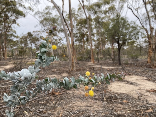 Acacia merrickiae (Acacia merrickiae)