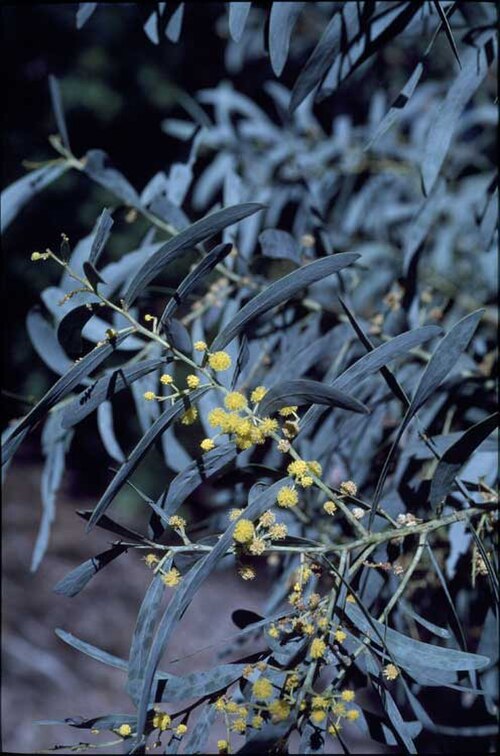 Badjong: Acacia microbotrya in Mount Annan Botanic Gardens