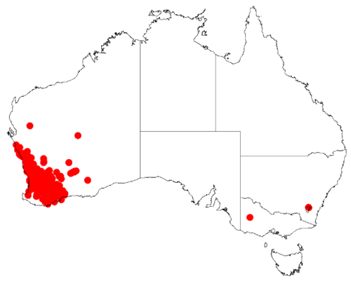 Badjong: Acacia mabellae Occurrence data from Australasia Virtual Herbarium downloaded from https://doi.org/10.26197/5c0b1388984eb on 8 December 2018