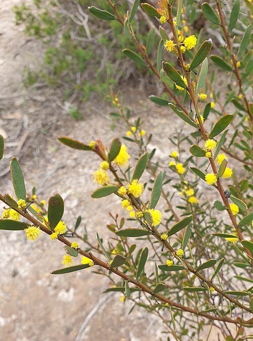 Manna wattle: Acacia microcarpa near Stansbury on the Yorke Peninsula