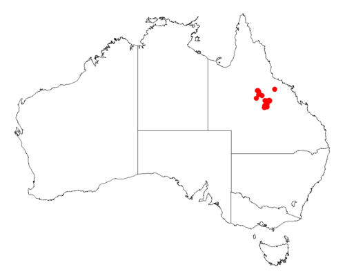 Acacia microcybe: Acacia microcybe Occurrence data from Australasia Virtual Herbarium downloaded from https://doi.org/10.26197/5c0b1388984eb on 8 December 2018