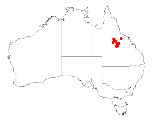 Acacia microcybe: Acacia microcybe occurrence data from Australasian Virtual Herbarium downloaded from https://doi.org/10.26197/5c06138894b on December 8 2018