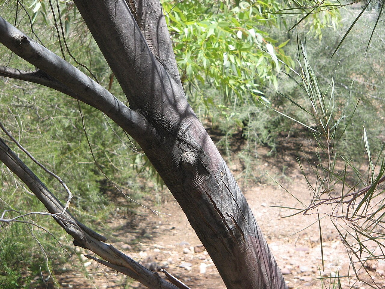 Acacia microneura: Acacia microneura Bark Phoenix Desert Botanical Gardens