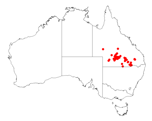Acacia microsperma: Acacia microsperma Occurrence data from Australasia Virtual Herbarium downloaded from https://doi.org/10.26197/5c0b1388984eb on 8 December 2018
