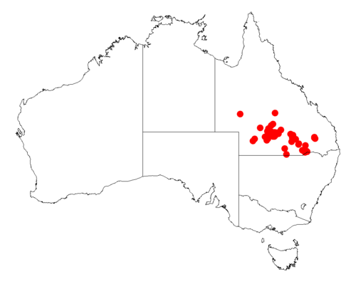 Acacia microsperma: Acacia microsperma occurrence data from Australasian Virtual Herbarium downloaded from https://doi.org/10.26197/5c06138894b on December 8 2018