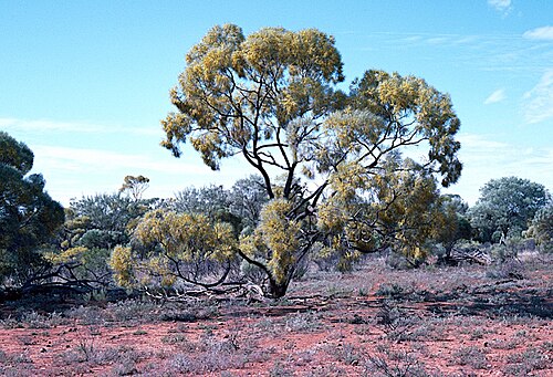 Acacia microsperma: Acacia microsperma habit at 'Boran' station, near Toompine, Queensland