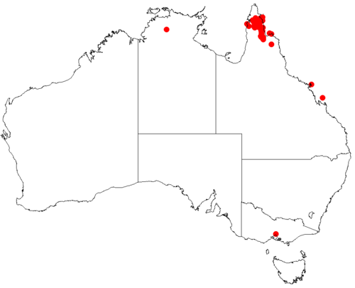 Acacia midgleyi: Acacia midgleyi Occurrence data from Australasia Virtual Herbarium downloaded from https://doi.org/10.26197/5c0b1388984eb on 8 December 2018