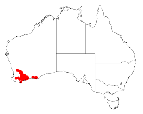 Acacia mimica: Acacia mimica occurrence data from Australasian Virtual Herbarium downloaded from https://doi.org/10.26197/5c06138894b on December 8 2018
