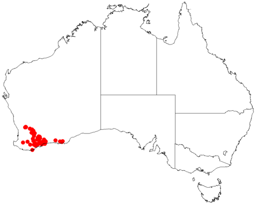 Acacia mimica: Acacia mimica Occurrence data from Australasia Virtual Herbarium downloaded from https://doi.org/10.26197/5c0b1388984eb on 8 December 2018