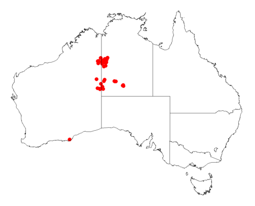 Acacia minutifolia: Acacia minutifolia Occurrence data from Australasia Virtual Herbarium downloaded from https://doi.org/10.26197/5c0b1388984eb on 8 December 2018