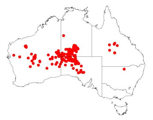 Acacia minyura: Acacia minyura occurrence data from Australasian Virtual Herbarium downloaded from https://doi.org/10.26197/5c06138894b on December 8 2018