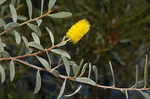 Acacia minyura: Flowers and foliage of Acacia minyura in the Australian National Botanic Gardens