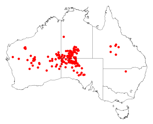 Acacia minyura: Acacia minyura Occurrence data from Australasia Virtual Herbarium downloaded from https://doi.org/10.26197/5c0b1388984eb on 8 December 2018