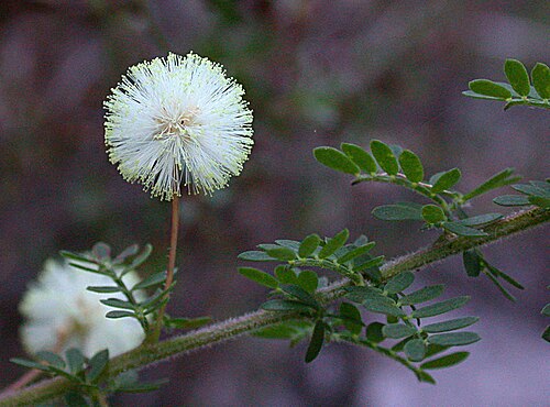 Acacia mitchellii: Acacia mitchellii near Lake Condah