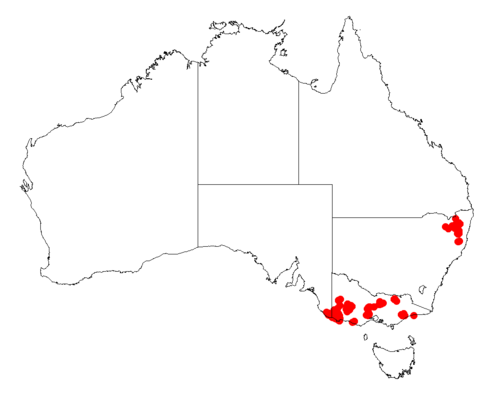 Acacia mitchellii: Acacia mitchellii Occurrence data from Australasia Virtual Herbarium downloaded from https://doi.org/10.26197/5c0b1388984eb on 8 December 2018