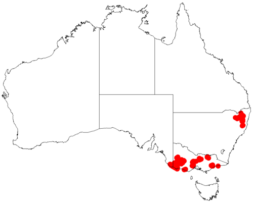 Acacia mitchellii: Acacia mitchellii occurrence data from Australasian Virtual Herbarium downloaded from https://doi.org/10.26197/5c06138894b on December 8 2018