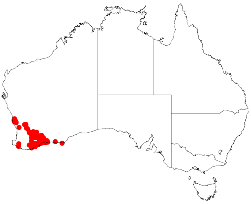 Acacia moirii: Acacia moirii occurrence data from Australasian Virtual Herbarium downloaded from https://doi.org/10.26197/5c06138894b on December 8 2018