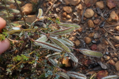 Acacia moirii (Acacia moirii)