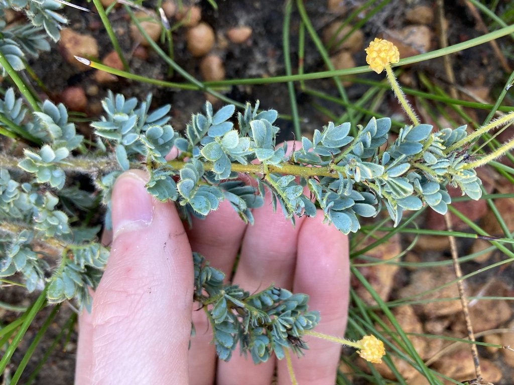 Acacia moirii (Acacia moirii)