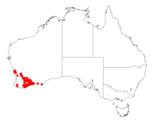 Acacia moirii: Acacia moirii Occurrence data from Australasia Virtual Herbarium downloaded from https://doi.org/10.26197/5c0b1388984eb on 8 December 2018