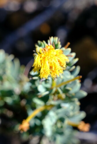 Acacia moirii (Acacia moirii)