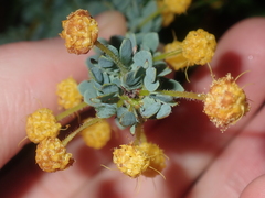 Acacia moirii (Acacia moirii)
