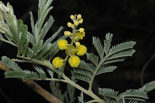 Acacia mollifolia: Acacia mollifolia in the Australian National Botanic Gardens, Australian Capital Territory