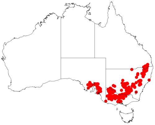 Mallee wattle: Acacia mabellae Occurrence data from Australasia Virtual Herbarium downloaded from https://doi.org/10.26197/5c0b1388984eb on 8 December 2018