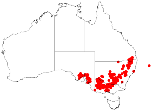 Mallee wattle: Acacia montana occurrence data from Australasian Virtual Herbarium downloaded from https://doi.org/10.26197/5c06138894b on December 8 2018