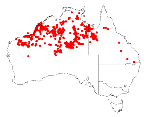 Acacia monticola: Acacia mabellae Occurrence data from Australasia Virtual Herbarium downloaded from https://doi.org/10.26197/5c0b1388984eb on 8 December 2018