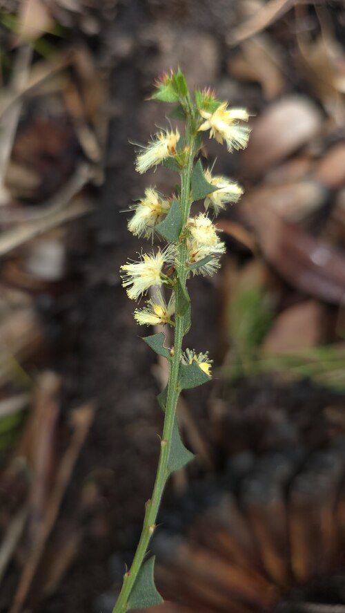 Acacia mooreana: Acacia mooreana near Yoganup